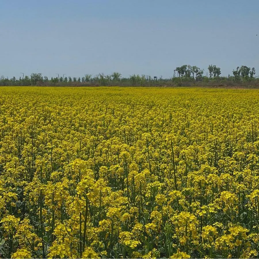 Royal Emporium Incheon Airport Hotel 4*,  South Korea